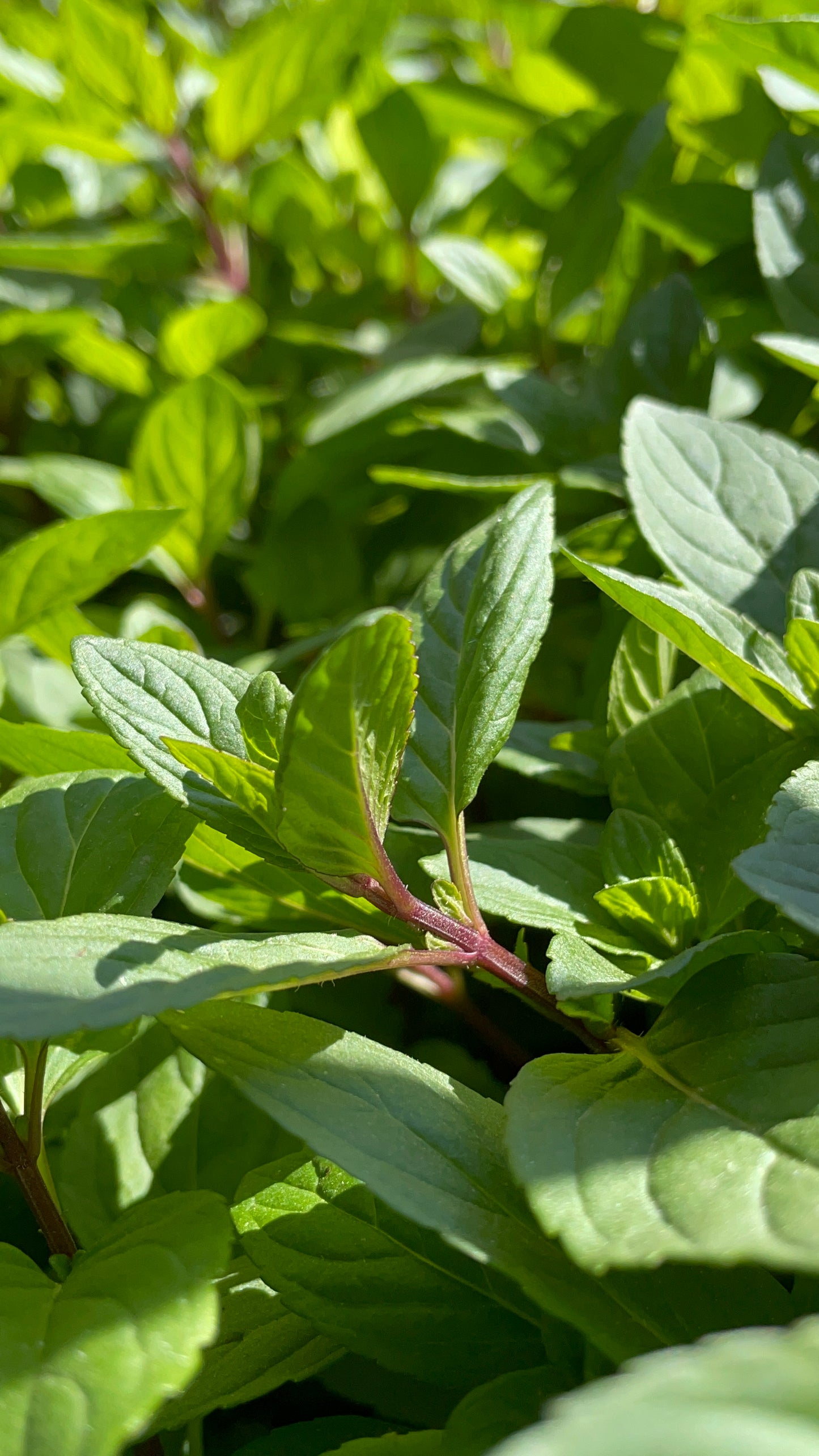 Botón de menta