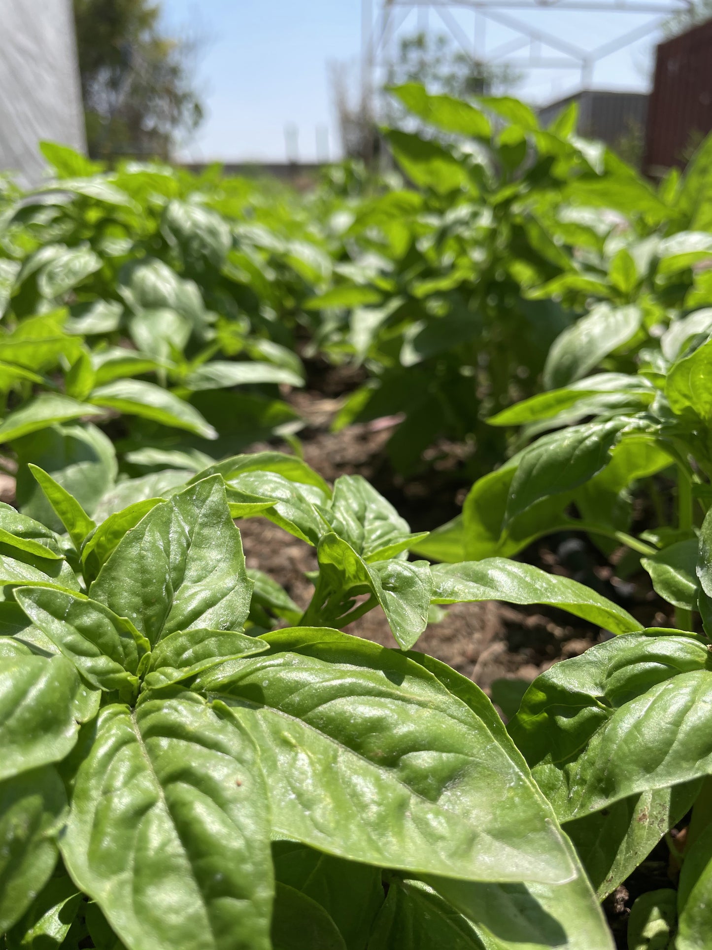 Albahaca italiana