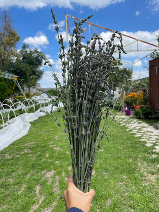 Ramo de lavanda dulce